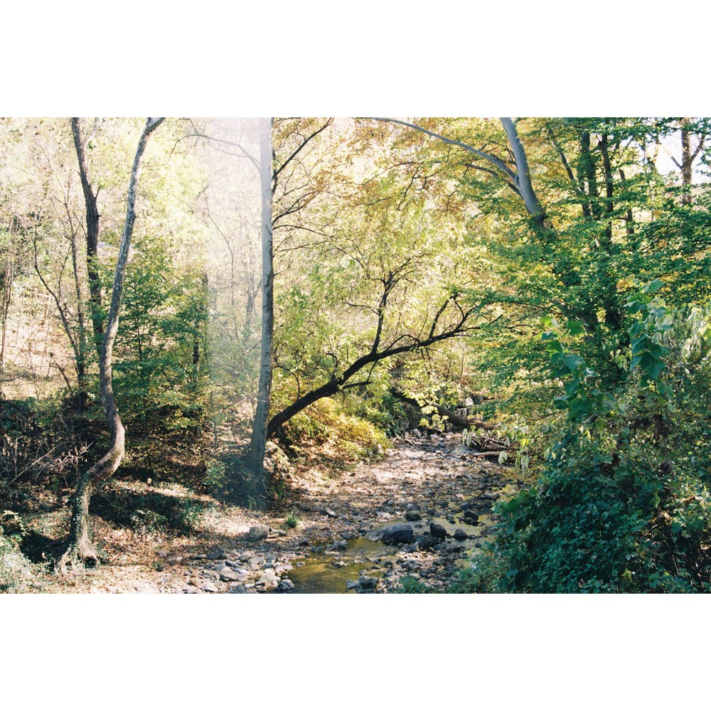 Film photograph 67 from the 2025 portfolio