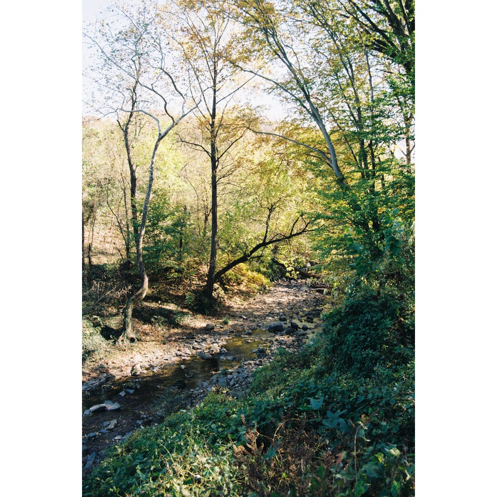 Film photograph 68 from the 2025 portfolio
