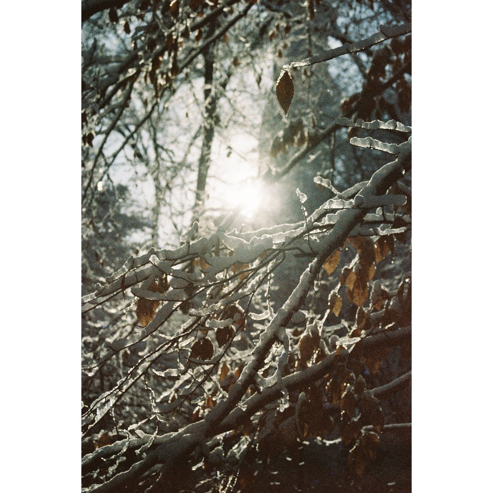 Film photograph 73 from the 2025 portfolio