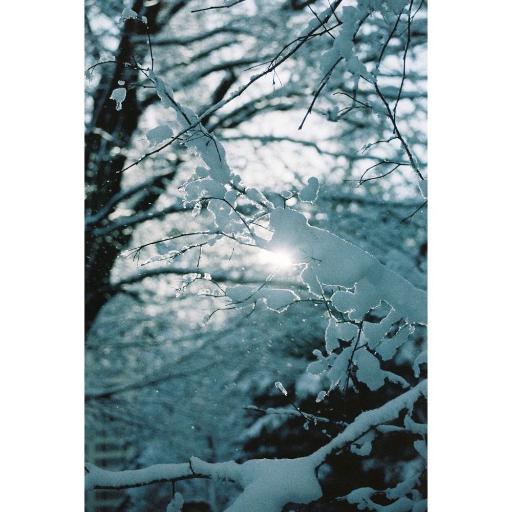 Film photograph 83 from the 2025 portfolio